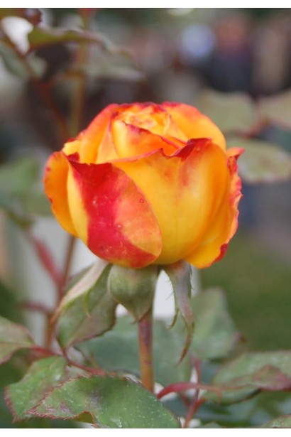 Троянда чайно-гібридна Вулканіка